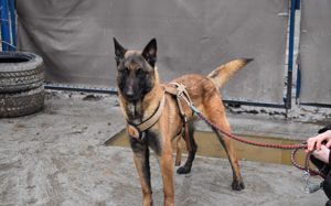 Malinois-Fans aufgepasst, hier kommt Maurice! Bild 6