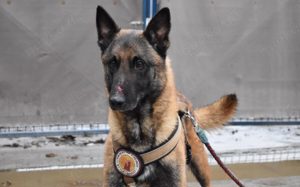 Malinois-Fans aufgepasst, hier kommt Maurice! Bild 3
