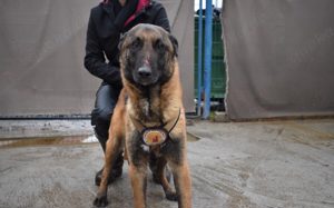 Malinois-Fans aufgepasst, hier kommt Maurice! Bild 7