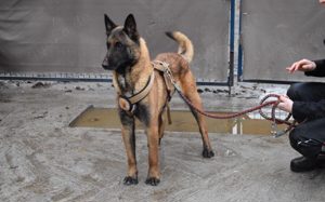 Malinois-Fans aufgepasst, hier kommt Maurice! Bild 5