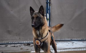 Malinois-Fans aufgepasst, hier kommt Maurice! Bild 4