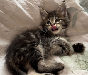 7 maine coon kitten zum verlieben