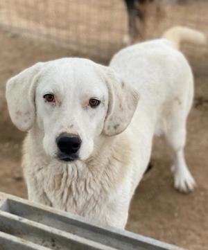 Melli, geb. ca. 10 2021, lebt in GRIECHENLAND, im städt. Tierheim Serres