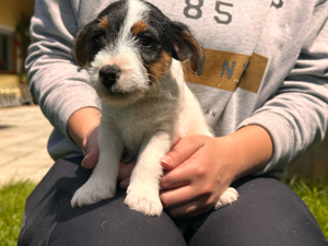 Wunderschöne Parson Jack-Russell Terrier aus liebev. Familienaufzucht