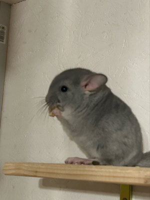 chinchilla saphir avt Böckchen 