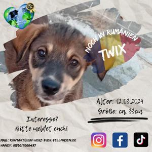 Twix - zuckersüßer Welpenbub