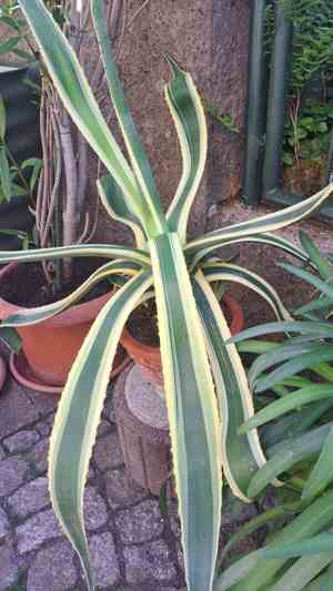 Agave Americano