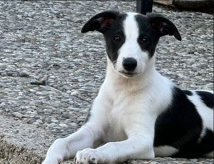 Whippet Welpe Lucky sucht entgültiges Zuhause