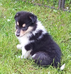 Collie Welpen mit amerikanischen Linien