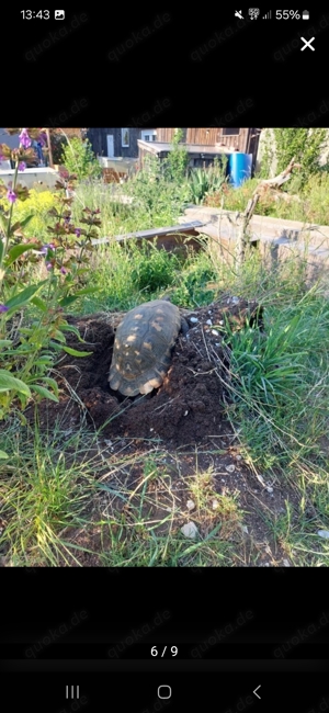 Testudo Marginata Breitrandschildkröten Nachzuchten Weibchen