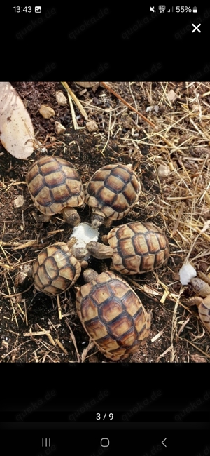 Europäische Schildkröte thb tm breitrand 