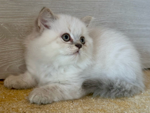 BLH Britisch Langhaar Kitten reinrassig