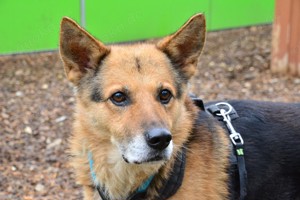 Leevi - süsser Senior sucht Bild 2