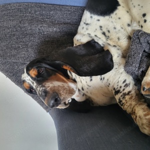 Suche Basset Hound