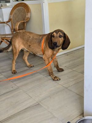 Rudi ein hübscher Jagdhund Mischling 