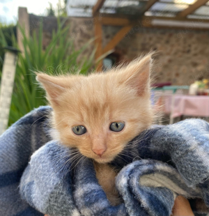 Baby katze zu verkaufen 