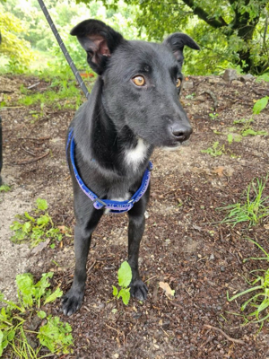 Rüde Anubis sucht sein Zuhause