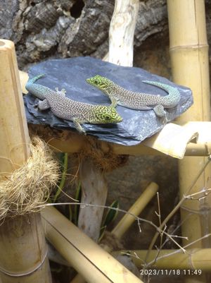 Phelsuma standingi (NZ 2024) Bild 6