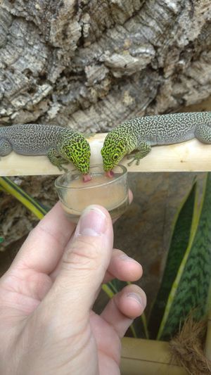 Phelsuma standingi (NZ 2024) Bild 3