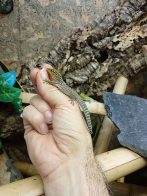Phelsuma standingi (NZ 2024) Bild 4