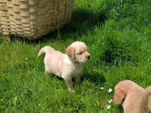 Reinrassige Golden Retriever Welpen