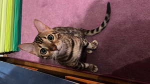 Bengal Kater sucht ein liebevolles Zuhause 