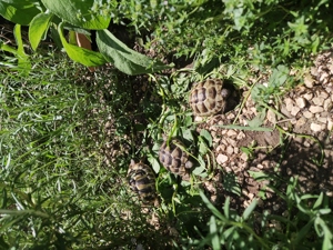 Maurische Landschildkröten 