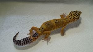 Leopardgecko Black Nights 1.0 aus 23