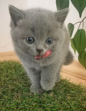 Süße BKH Kitten - Abgabe ab 05.07.2024 Bild 4