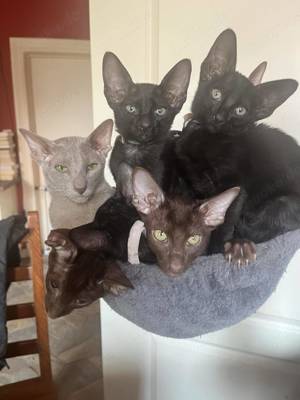 Zauberhafte reinrassige OKH Kitten in havanna und ebony