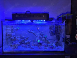 Meerwasser Nano Aquarium Beckenauflösung 