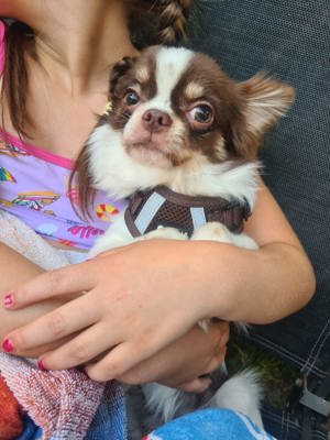 Tyson der Chihuahua sucht ein liebevolles Zuhause  Bild 2