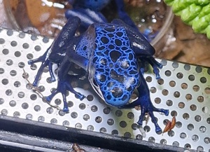 Dendrobates azureus 