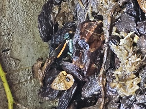 Phyllobates vittatus  Bild 3