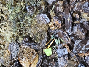 Phyllobates vittatus 35 er Gruppe