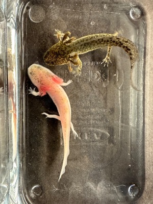  abgabereif - bunte Nachzucht Axolotl - verschieden gescheckte Weißlinge und Wildlinge 