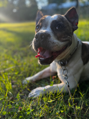 Deckrüde Mini Bully Pocket Bully mix 