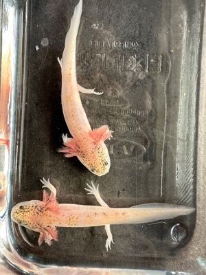 Ab sofort abzugeben - Axolotl Nachzucht - Weißlinge (mit schöner Scheckung)