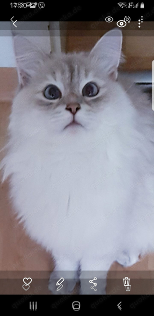 Neva Masguarade Katze 9Jahre alt von Linie Welt und Internationale Chempinon mit Stsmmbaum