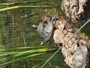 Suche bzw nehmen Wasserschildkröten für Teichhaltung auf 