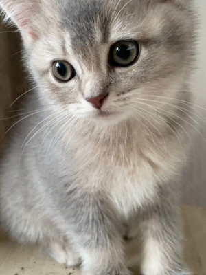 British Kurzhaar Kitten Bild 4