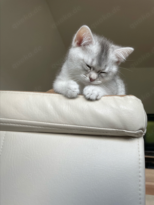 British Kurzhaar Kitten Bild 7