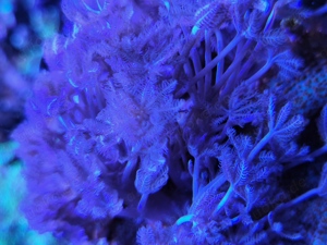 Xenia umbellata Pumpende Xenien Lps Meerwasser Ableger korallen