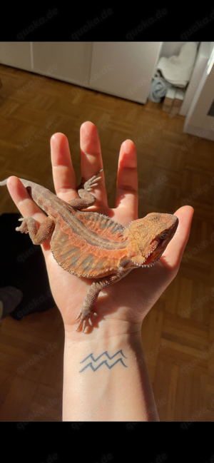 0.1 Pogona Vitticeps- Bartagamen Weibchen