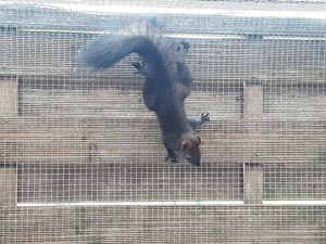 Eichhörnchen-Jungtiere abzugeben 