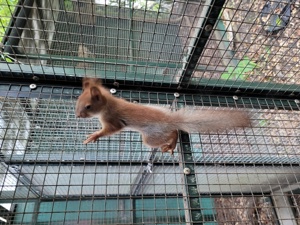 Sciurus vulgaris exalbidus