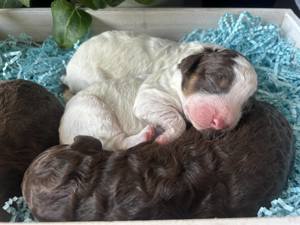 Lagotto Romagnolo - wunderschöne Welpen 