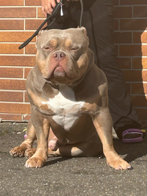 American bully  deckrüde 