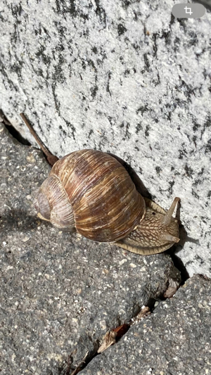 Weinbergschnecken