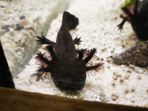 Axolotl abzugeben 
